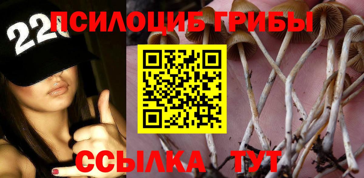 Псилоцибиновые грибы Psilocybe Калуга